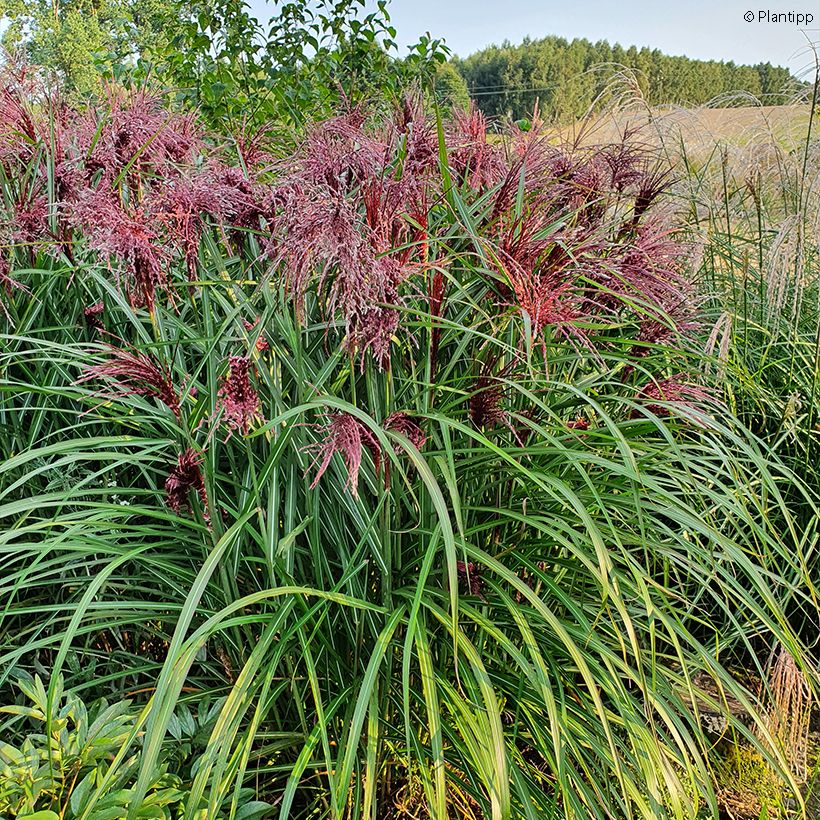 Chinaschilf Boucle - Miscanthus sinensis (Plant habit)