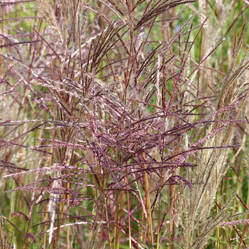 Chinaschilf China - Miscanthus sinensis (Flowering)