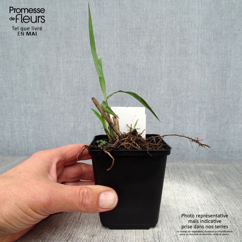 Exemplar von Chinaschilf China - Miscanthus sinensis Kleine Töpfe von 8/9 cm wie im Frühjahr geliefert