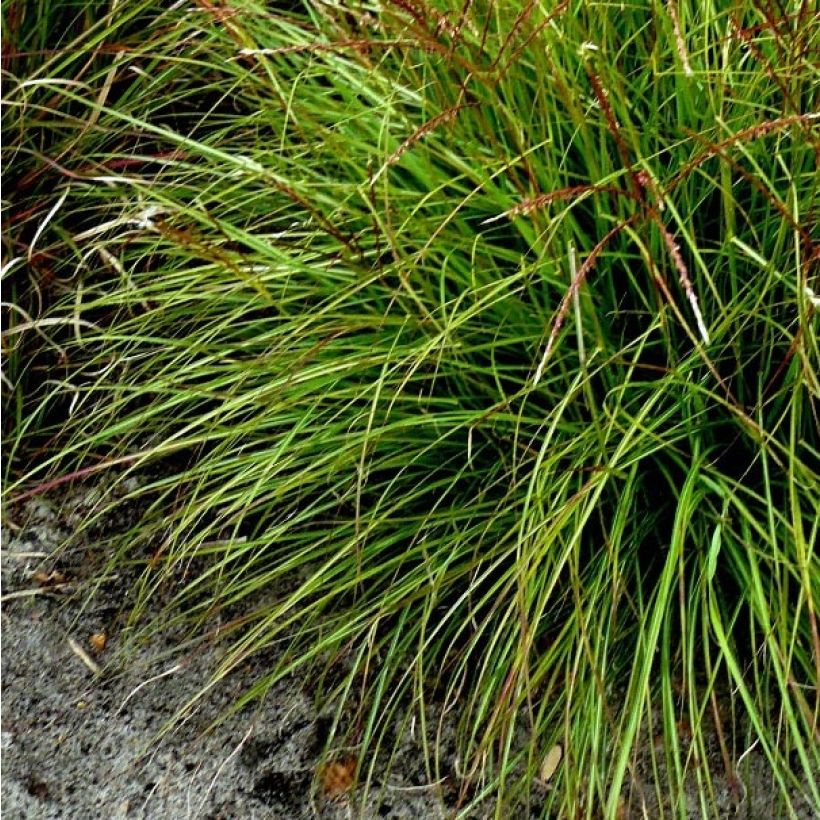 Chinaschilf Cute One - Miscanthus sinensis (Foliage)