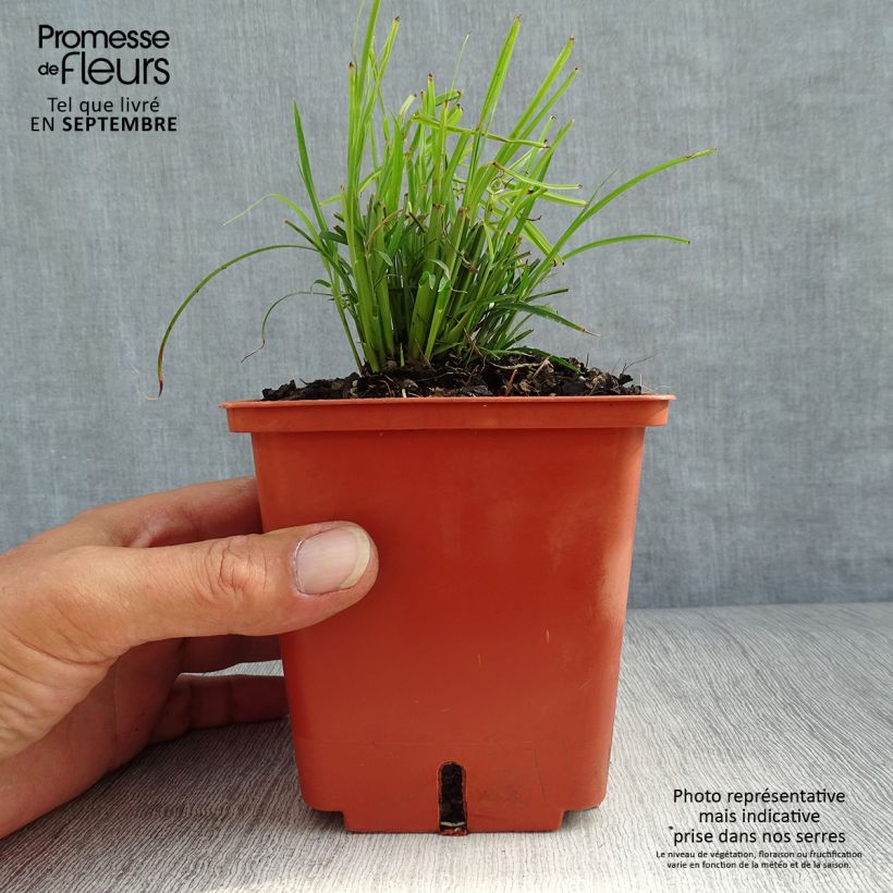 Example of Chinaschilf Cute One - Miscanthus sinensis Topf mit 1L/1,5L as you get in automne