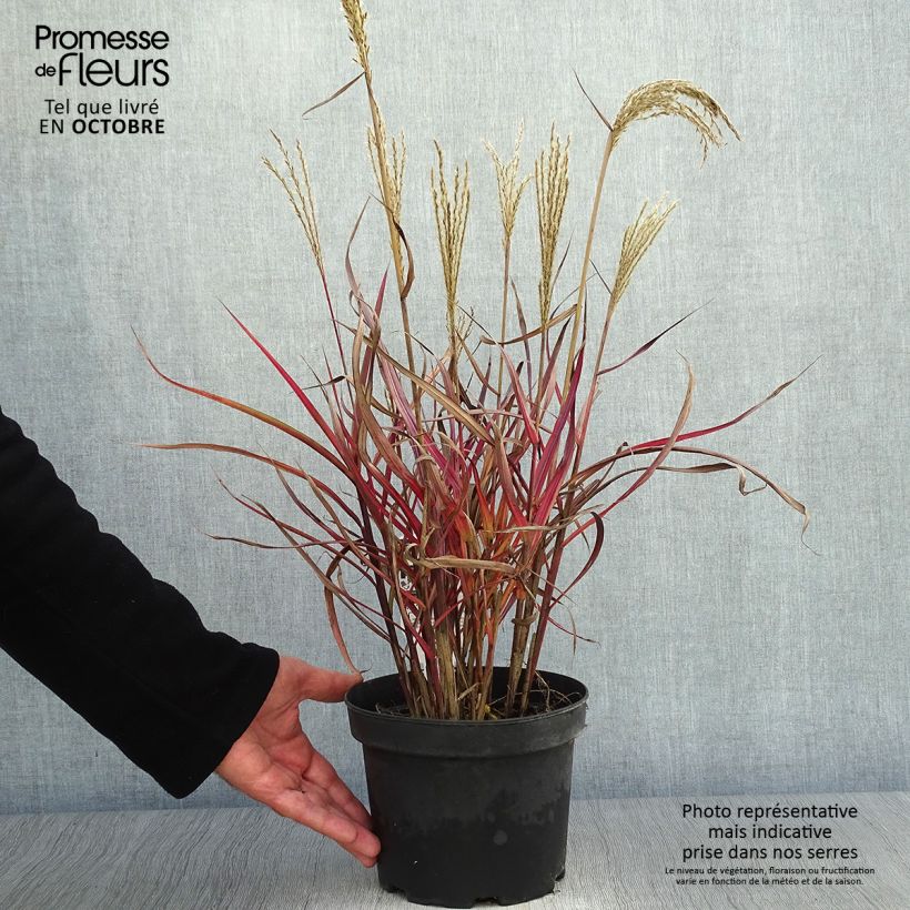 Example of Chinaschilf Dronning Ingrid - Miscanthus sinensis Topf mit 1,5L/2L as you get in automne