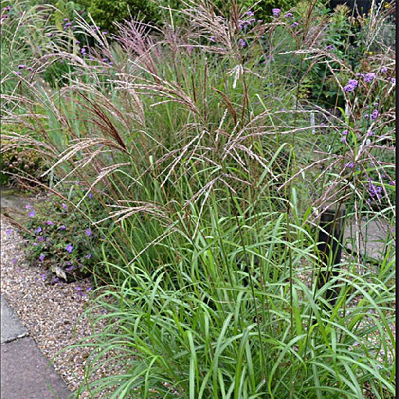 Chinaschilf Emmanuel Lepage - Miscanthus sinensis (Plant habit)