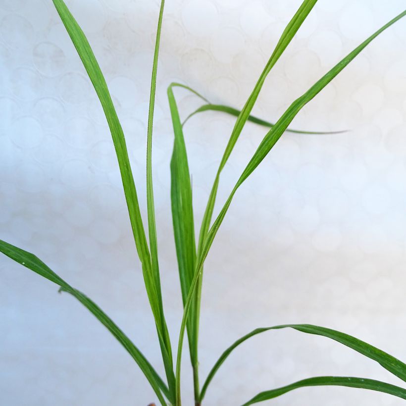 Chinaschilf Emmanuel Lepage - Miscanthus sinensis (Foliage)