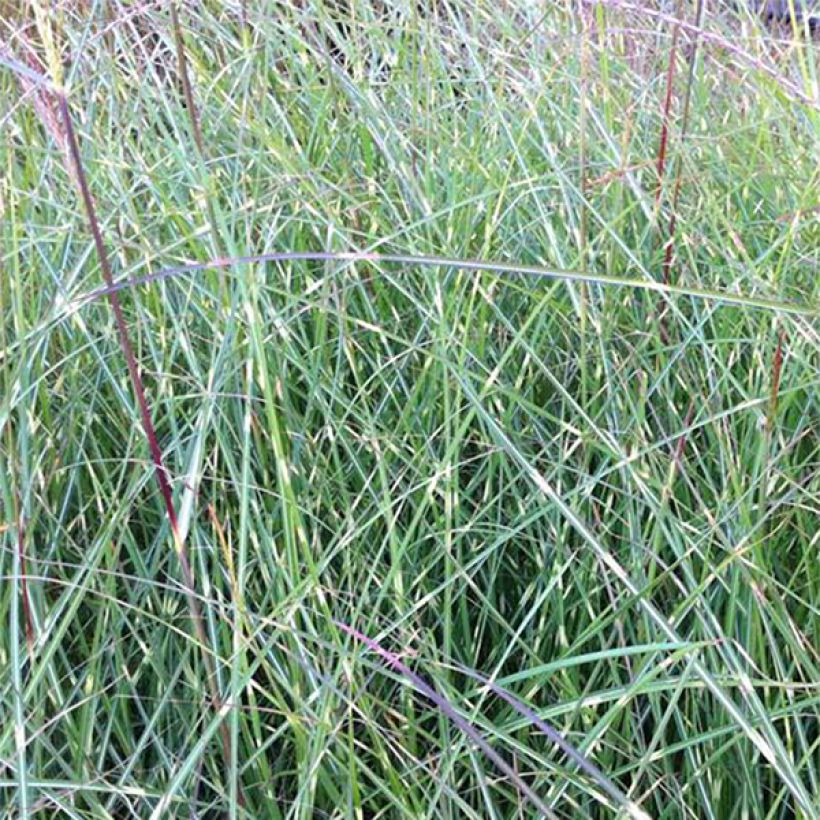 Chinaschilf Etincelle - Miscanthus sinensis (Foliage)