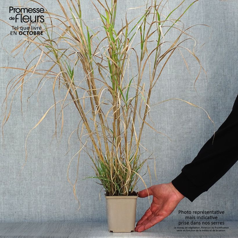 Example of Chinaschilf Etincelle - Miscanthus sinensis Kleine Töpfe von 8/9 cm as you get in automne