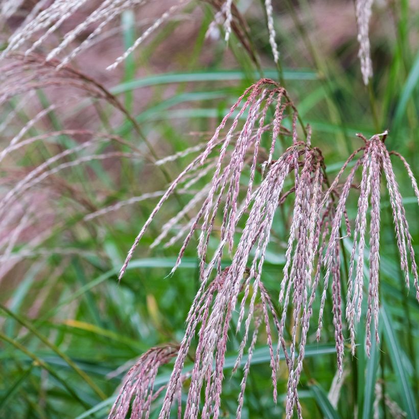 Chinaschilf Flamingo - Miscanthus sinensis (Flowering)