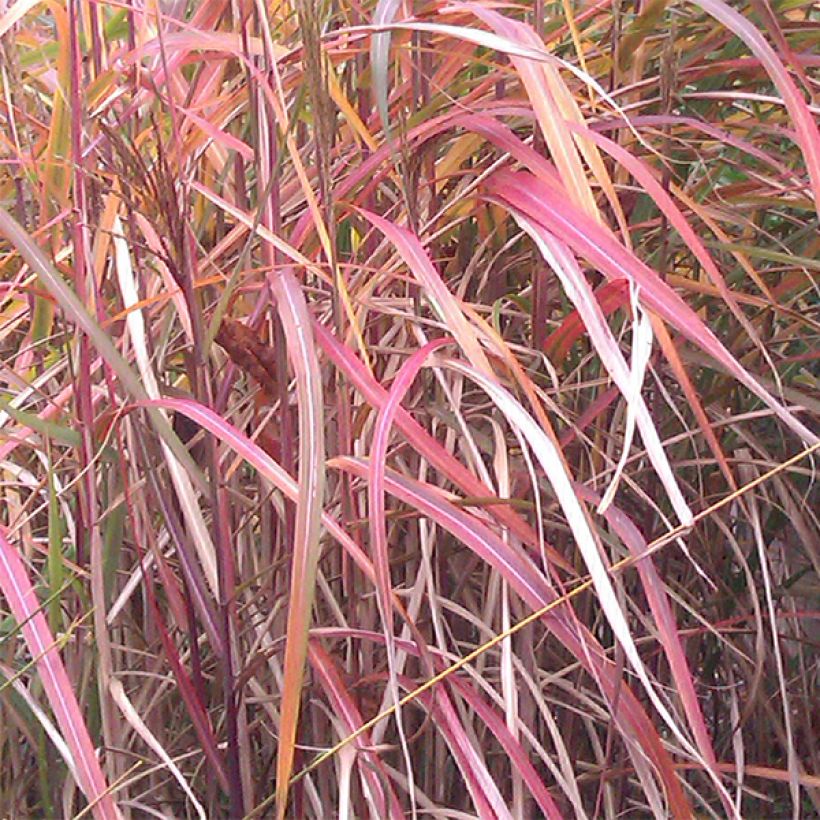 Chinaschilf Ghana - Miscanthus sinensis (Foliage)