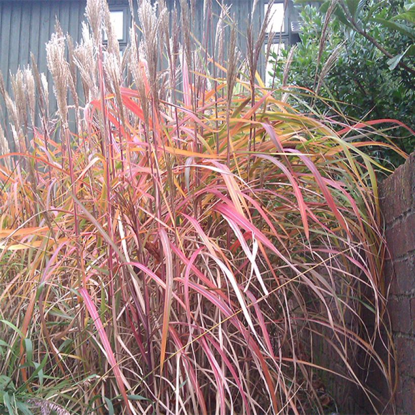 Chinaschilf Ghana - Miscanthus sinensis (Plant habit)