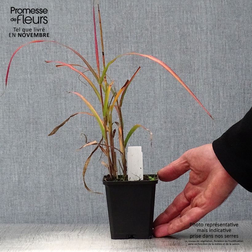 Example of Chinaschilf Ghana - Miscanthus sinensis Kleine Töpfe von 8/9 cm as you get in automne