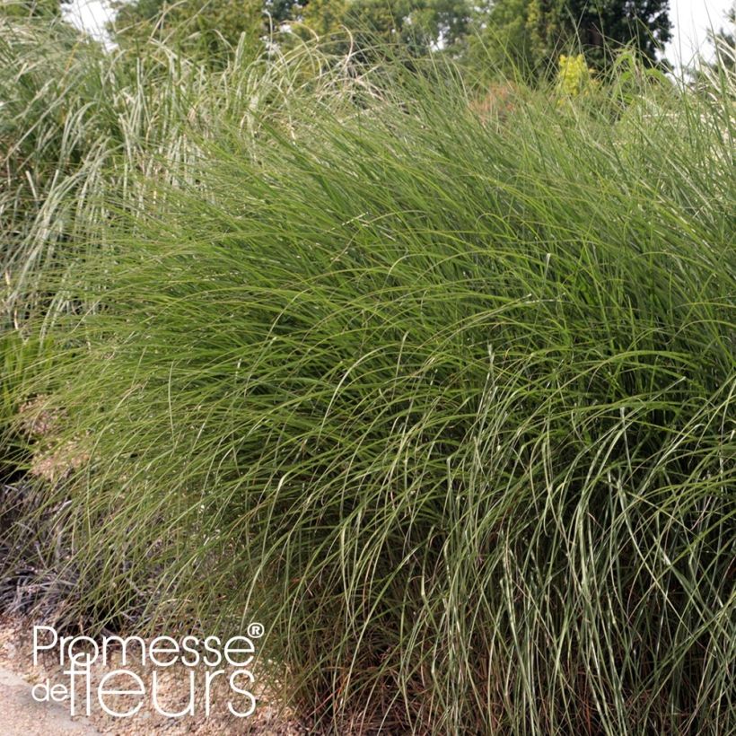 Chinaschilf Gnom - Miscanthus sinensis (Plant habit)