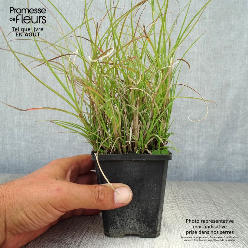 Example of Chinaschilf Gnom - Miscanthus sinensis Kleine Töpfe von 8/9 cm as you get in ete
