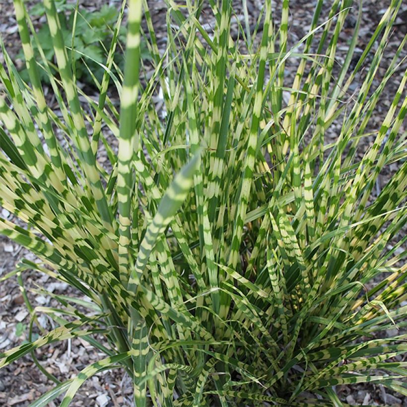 Chinaschilf Gold Bar - Miscanthus sinensis (Foliage)