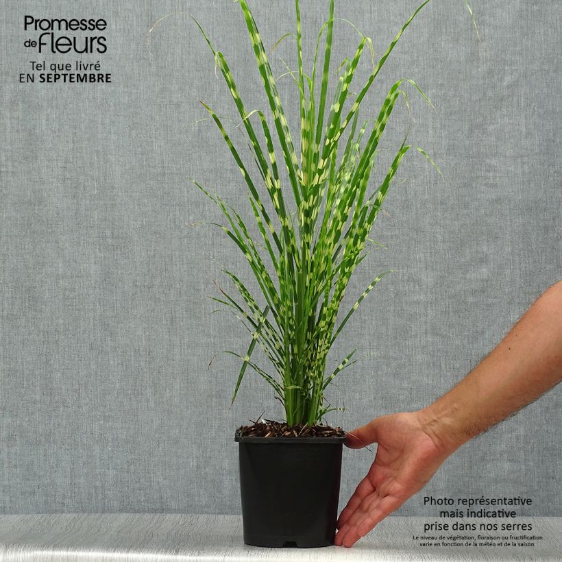 Example of Chinaschilf Gold Bar - Miscanthus sinensis Topf mit 2L/3L as you get in automne