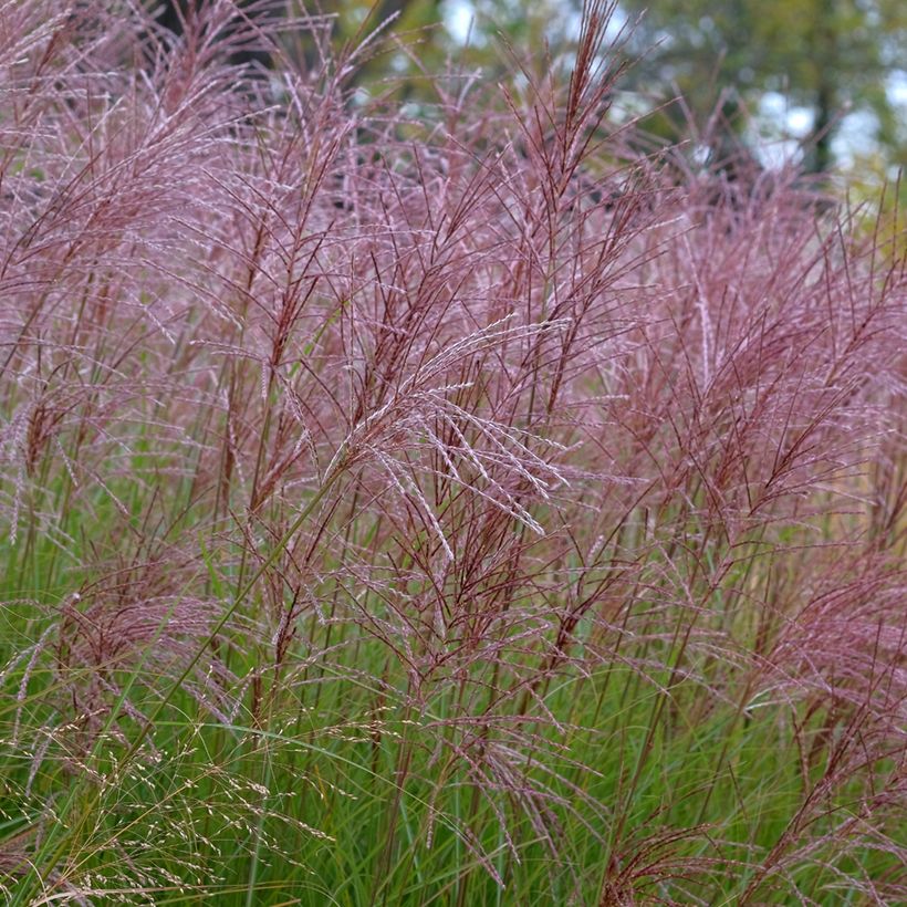 Chinaschilf Gracillimus - Miscanthus sinensis (Flowering)