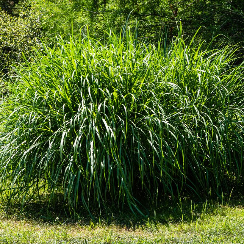 Chinaschilf Gracillimus - Miscanthus sinensis (Plant habit)