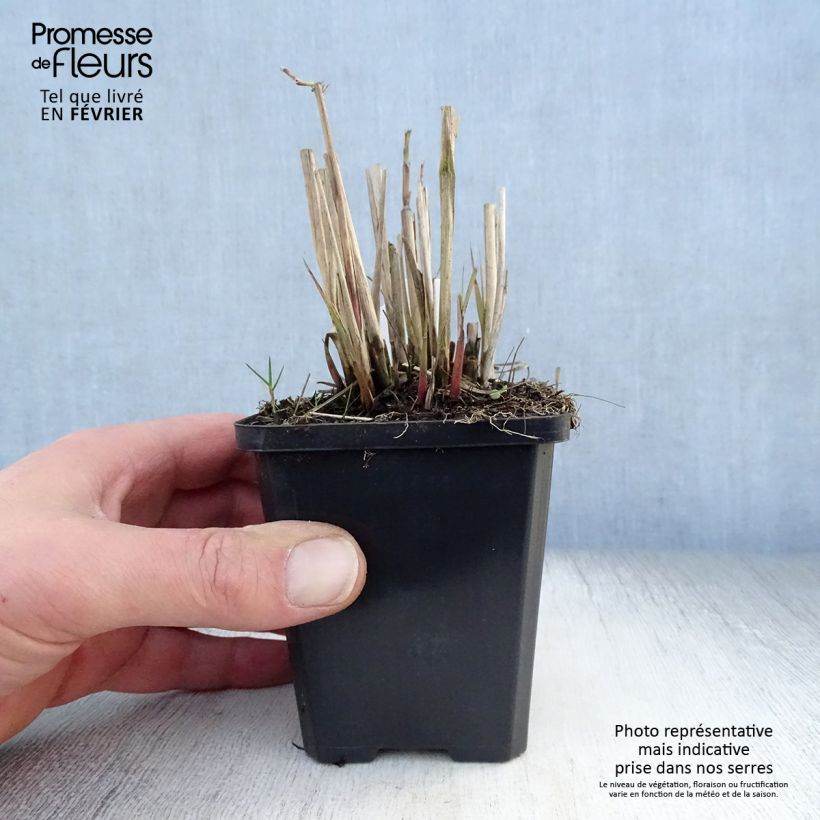 Exemplar von Chinaschilf Graziella - Miscanthus sinensis Kleine Töpfe von 8/9 cm wie im Winter geliefert