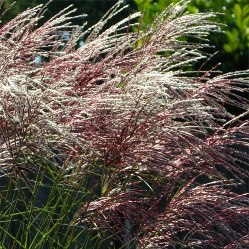 Chinaschilf Grosse Fontäne - Miscanthus sinensis (Flowering)