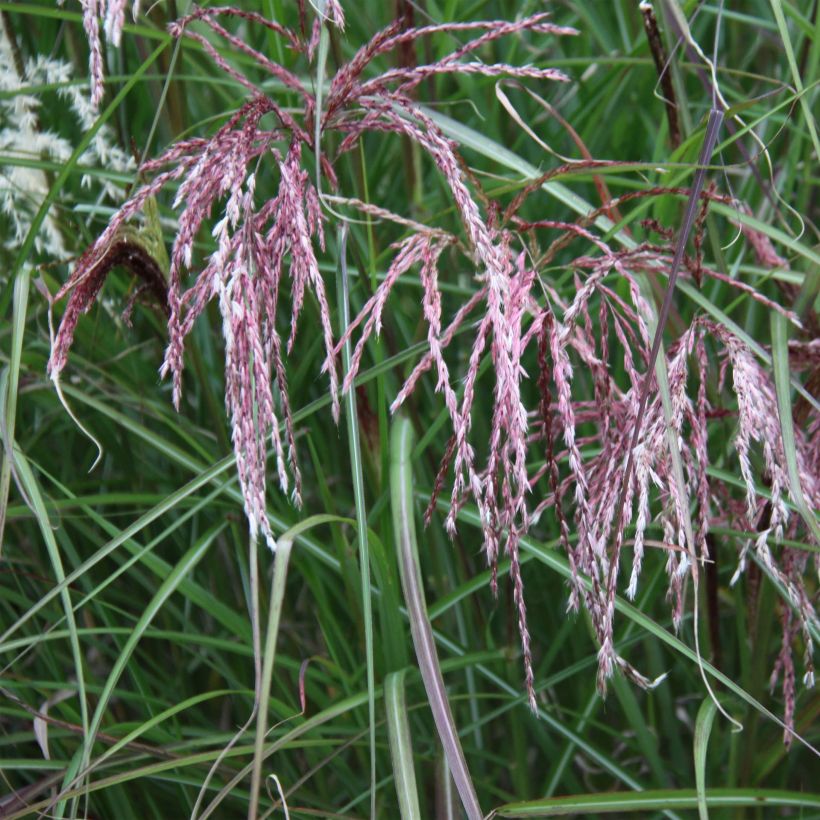 Chinaschilf Kaskade - Miscanthus sinensis (Flowering)