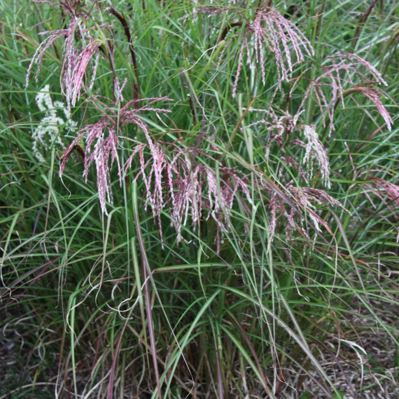 Chinaschilf Kaskade - Miscanthus sinensis (Plant habit)
