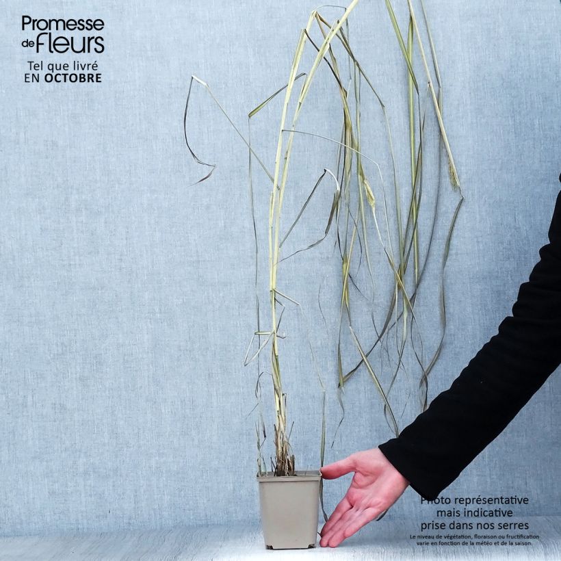 Example of Chinaschilf Kaskade - Miscanthus sinensis Kleine Töpfe von 8/9 cm as you get in automne
