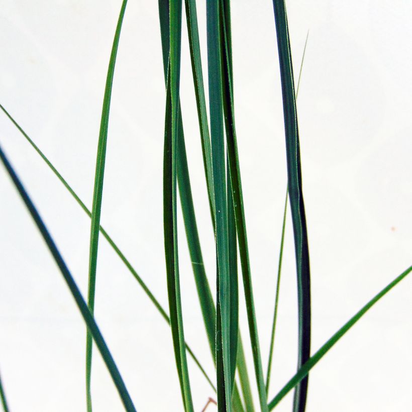 Chinaschilf Kleine Fontäne - Miscanthus sinensis (Foliage)