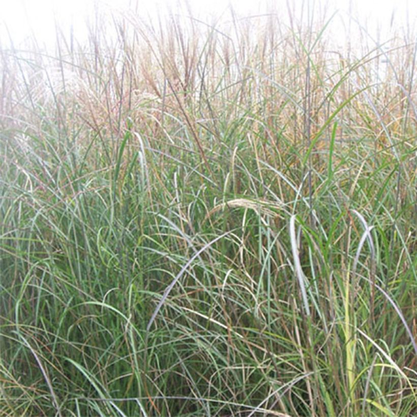 Chinaschilf Kleine Silberspinne - Miscanthus sinensis (Foliage)