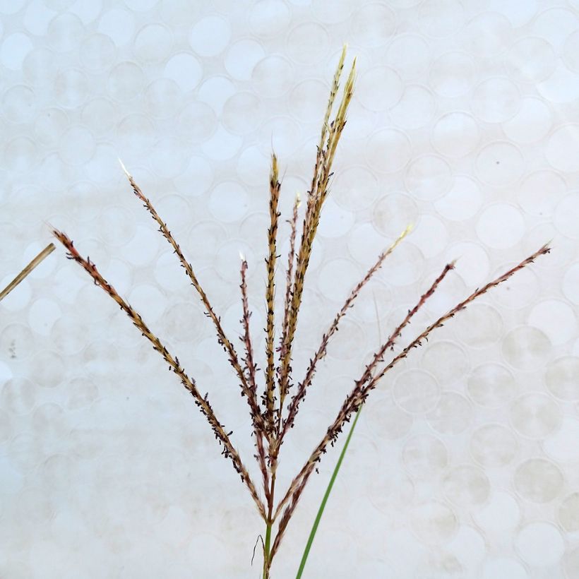 Chinaschilf Kleine Silberspinne - Miscanthus sinensis (Flowering)