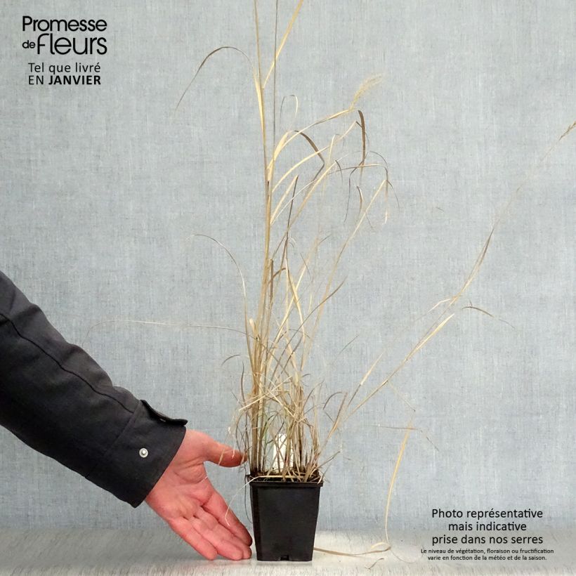 Exemplar von Chinaschilf Kleine Silberspinne - Miscanthus sinensis Kleine Töpfe von 8/9 cm wie im Winter geliefert