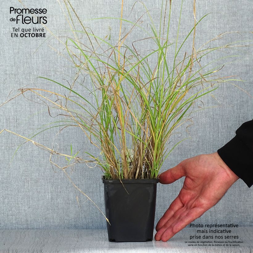 Example of Chinaschilf Kleine Silberspinne - Miscanthus sinensis Kleine Töpfe von 8/9 cm as you get in automne