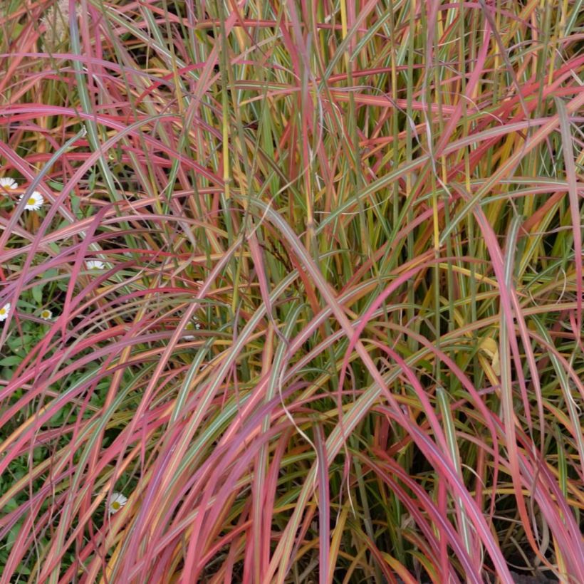 Chinaschilf Little Miss - Miscanthus sinensis (Foliage)