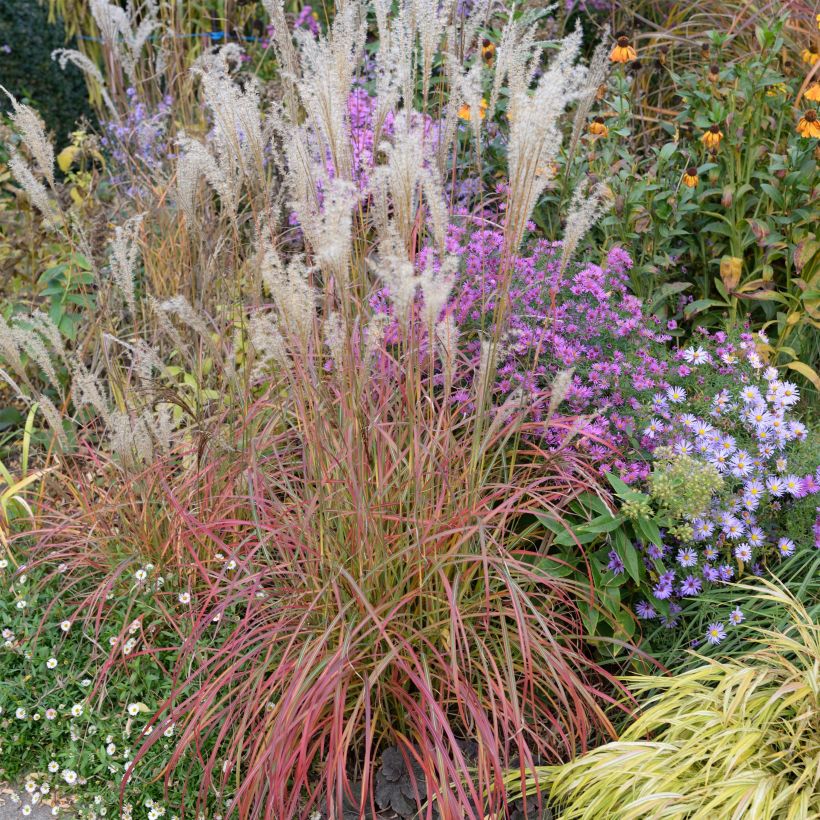 Chinaschilf Little Miss - Miscanthus sinensis (Plant habit)