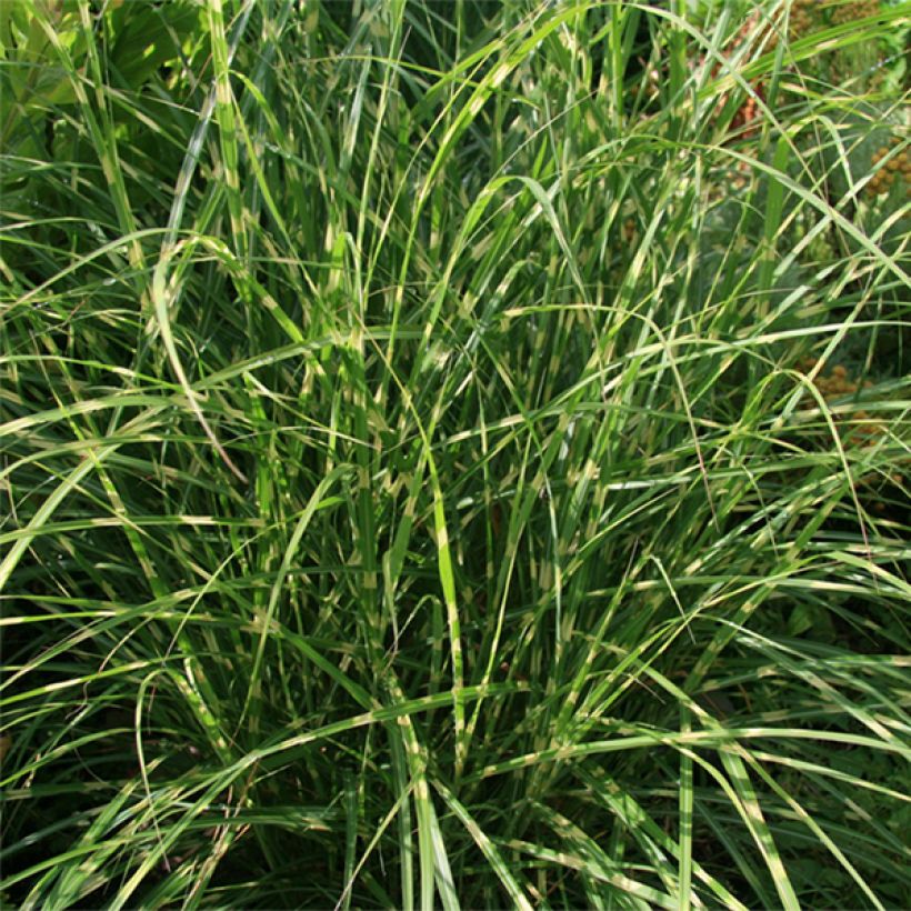 Chinaschilf Little Zebra - Miscanthus sinensis (Foliage)