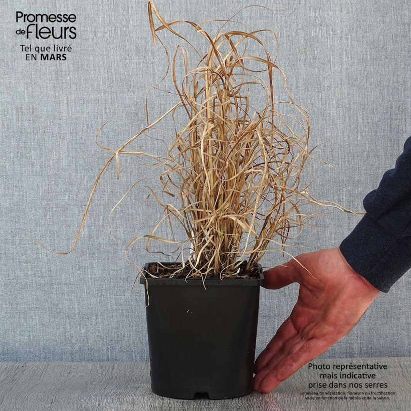 Exemplar von Chinaschilf Little Zebra - Miscanthus sinensis Topf mit 2L/3L wie im Winter geliefert