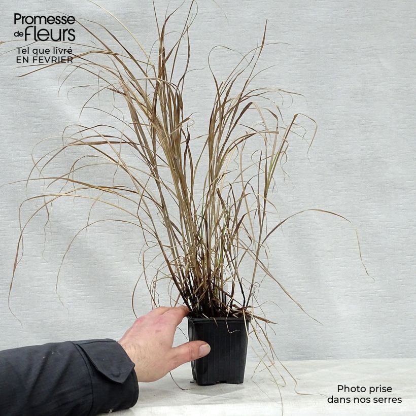 Exemplar von Chinaschilf Little Zebra - Miscanthus sinensis Kleine Töpfe von 8/9 cm wie im Winter geliefert