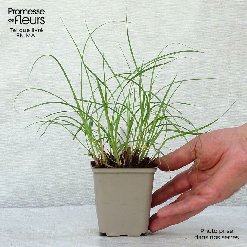 Exemplar von Chinaschilf Little Zebra - Miscanthus sinensis Kleine Töpfe von 8/9 cm wie im Frühjahr geliefert