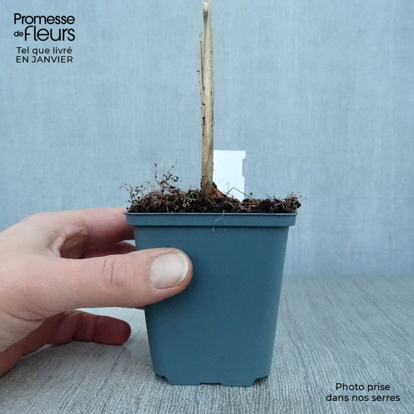 Exemplar von Chinaschilf Malepartus - Miscanthus sinensis Kleine Töpfe von 8/9 cm wie im Winter geliefert