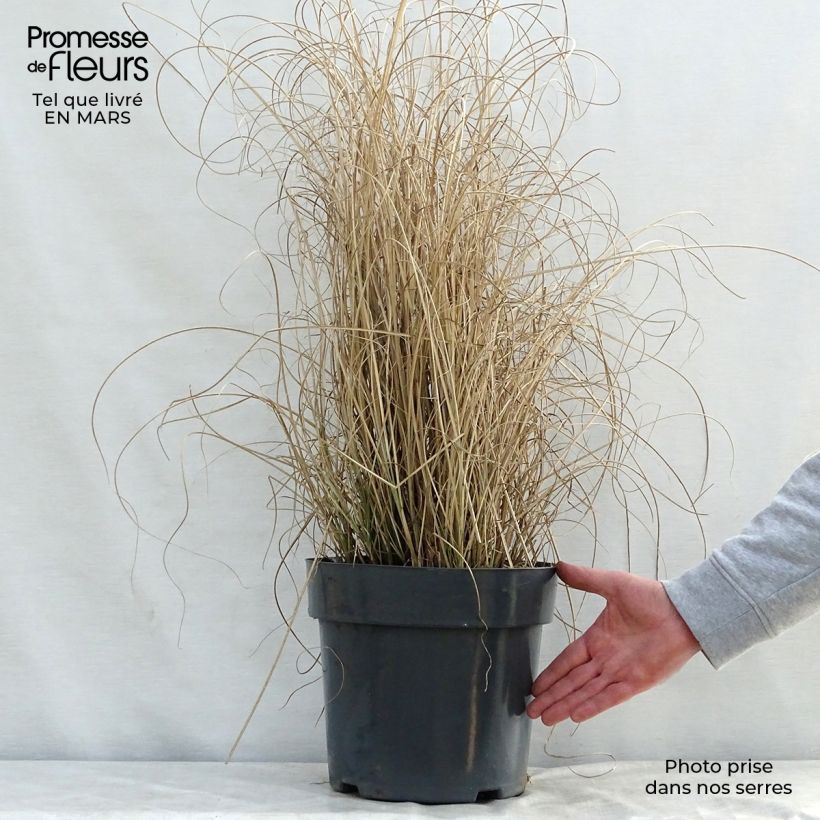 Exemplar von Chinaschilf Morning Light - Miscanthus sinensis Topf mit 7,5L/10L wie im Frühjahr geliefert