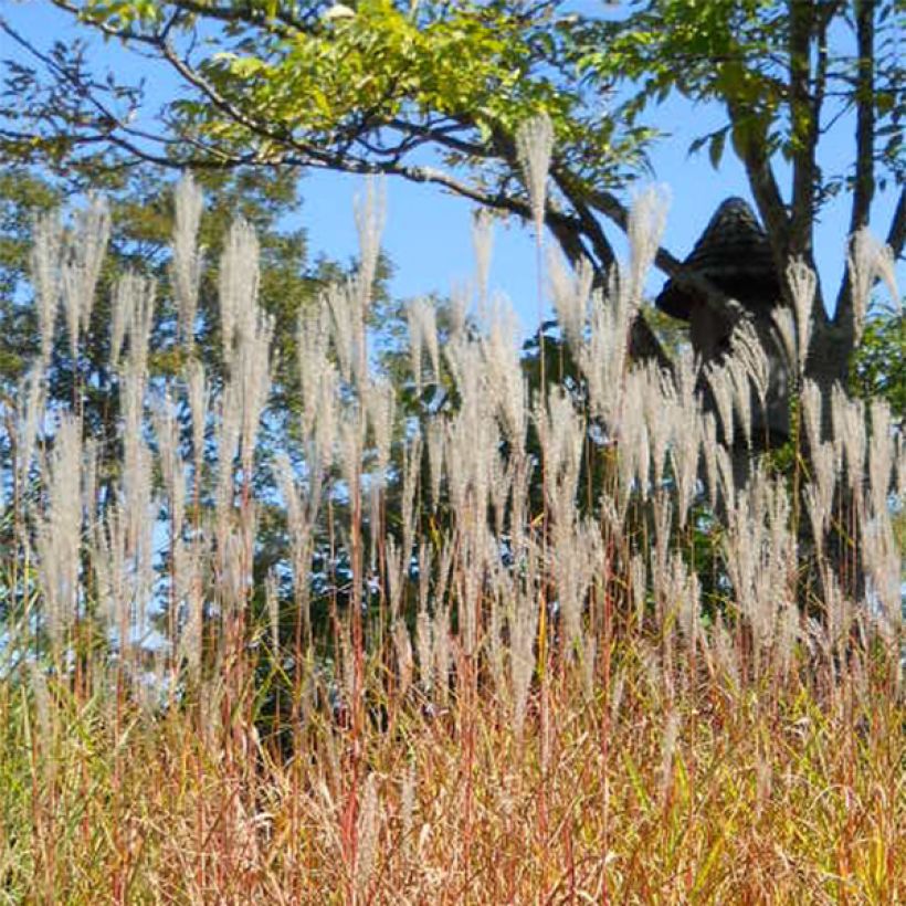 Chinaschilf Purpurascens - Miscanthus sinensis (Flowering)