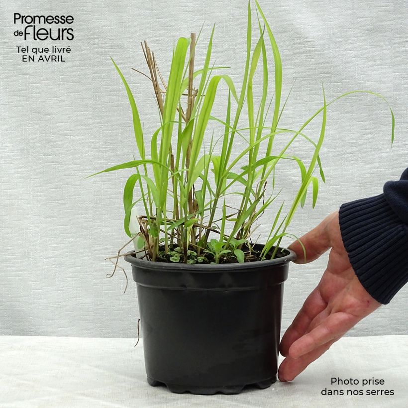 Exemplar von Chinaschilf Purpurascens - Miscanthus sinensis Topf mit 2L/3L wie im Frühjahr geliefert