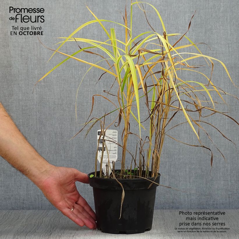 Example of Chinaschilf Purpurascens - Miscanthus sinensis Topf mit 2L/3L as you get in automne