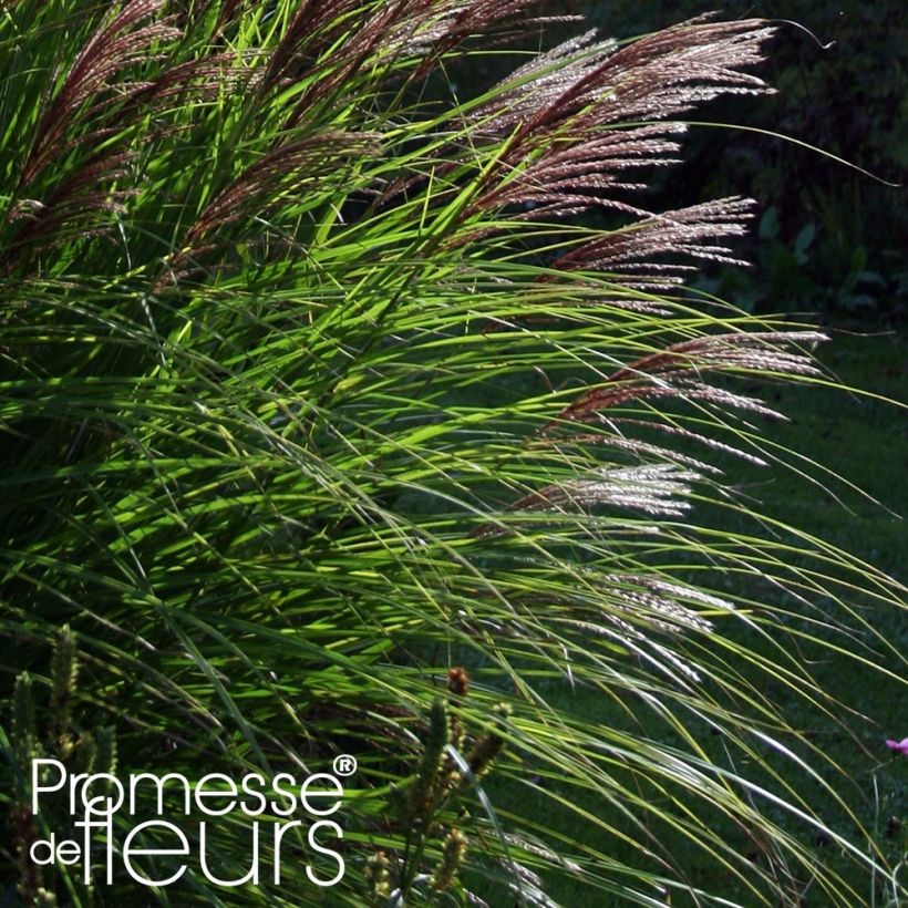 Chinaschilf Red Chief - Miscanthus sinensis (Foliage)