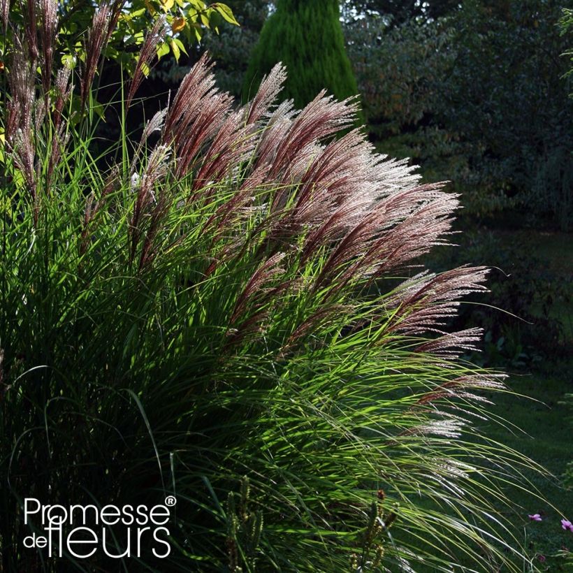 Chinaschilf Red Chief - Miscanthus sinensis (Plant habit)