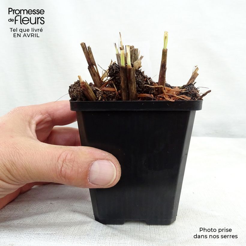 Exemplar von Chinaschilf Red Chief - Miscanthus sinensis Kleine Töpfe von 8/9 cm wie im Frühjahr geliefert