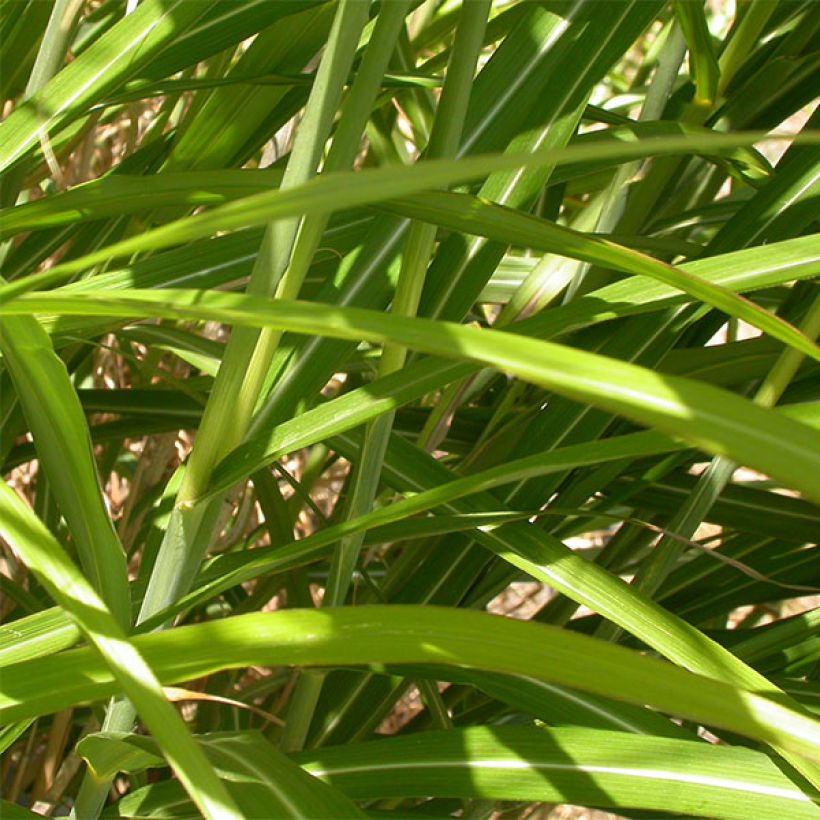Chinaschilf Roland - Miscanthus sinensis (Foliage)