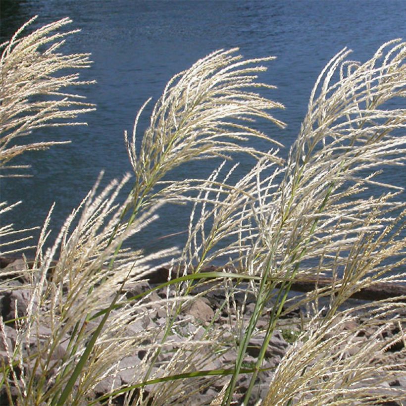 Chinaschilf Roland - Miscanthus sinensis (Flowering)