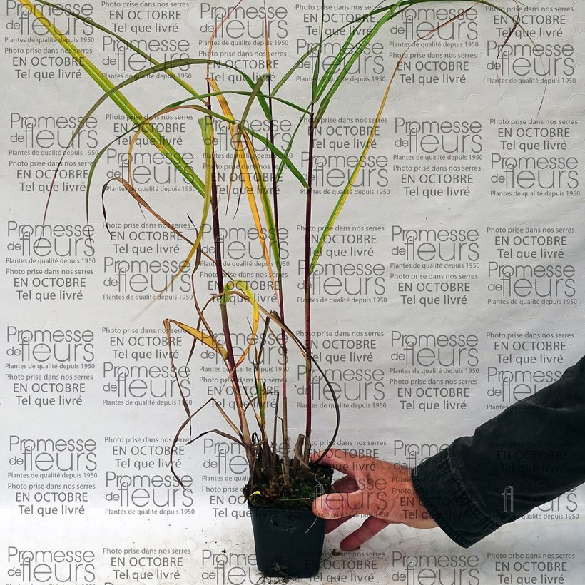 Example of Chinaschilf Roland - Miscanthus sinensis Kleine Töpfe von 8/9 cm as you get