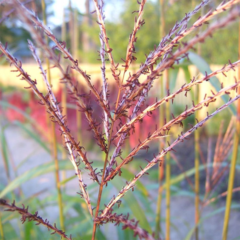 Chinaschilf Rotsilber - Miscanthus sinensis (Flowering)