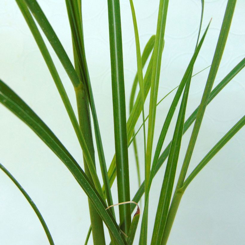 Chinaschilf Rotsilber - Miscanthus sinensis (Foliage)