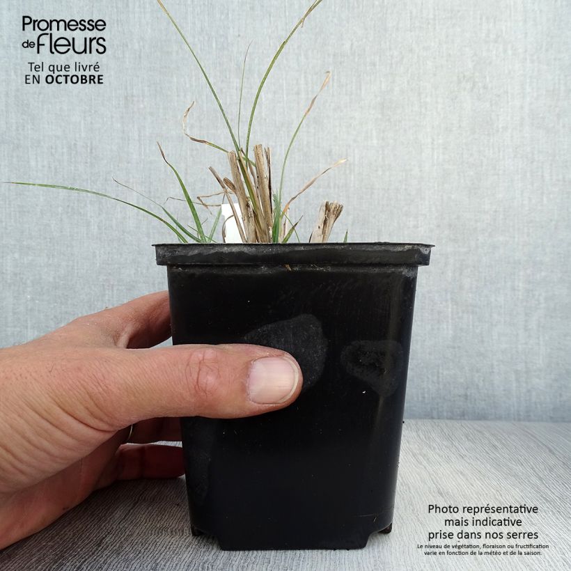 Example of Chinaschilf Rotsilber - Miscanthus sinensis Kleine Töpfe von 8/9 cm as you get in automne